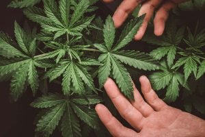 Analyst: Aurora Cannabis Downscaling Part of “Proper Market Sizing”